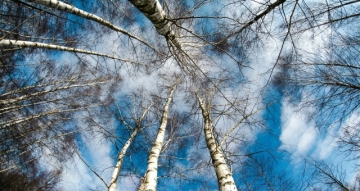 Photo annonce [Sortie nature gratuite] : Les secrets des arbres